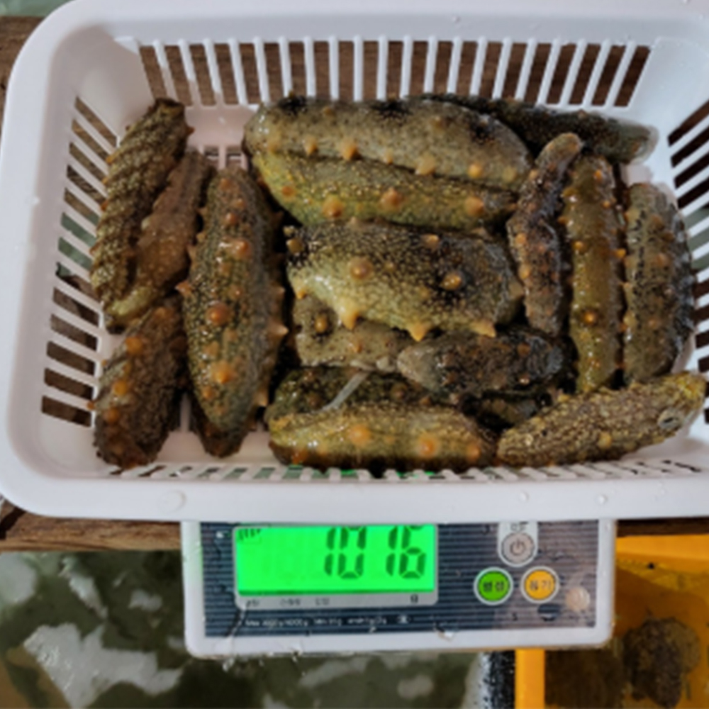 [통영직송 -무배]통영 자연산 활 해삼 500g 집에서 즐기는 해삼회 초간편 손질 바다인삼 이미지 7