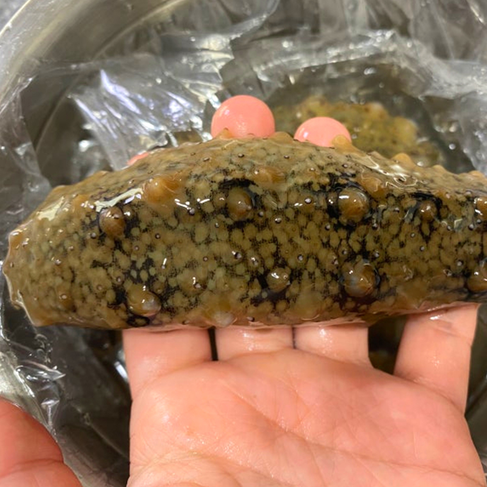 [통영직송 -무배]통영 자연산 활 해삼 500g 집에서 즐기는 해삼회 초간편 손질 바다인삼 - 상품 이미지