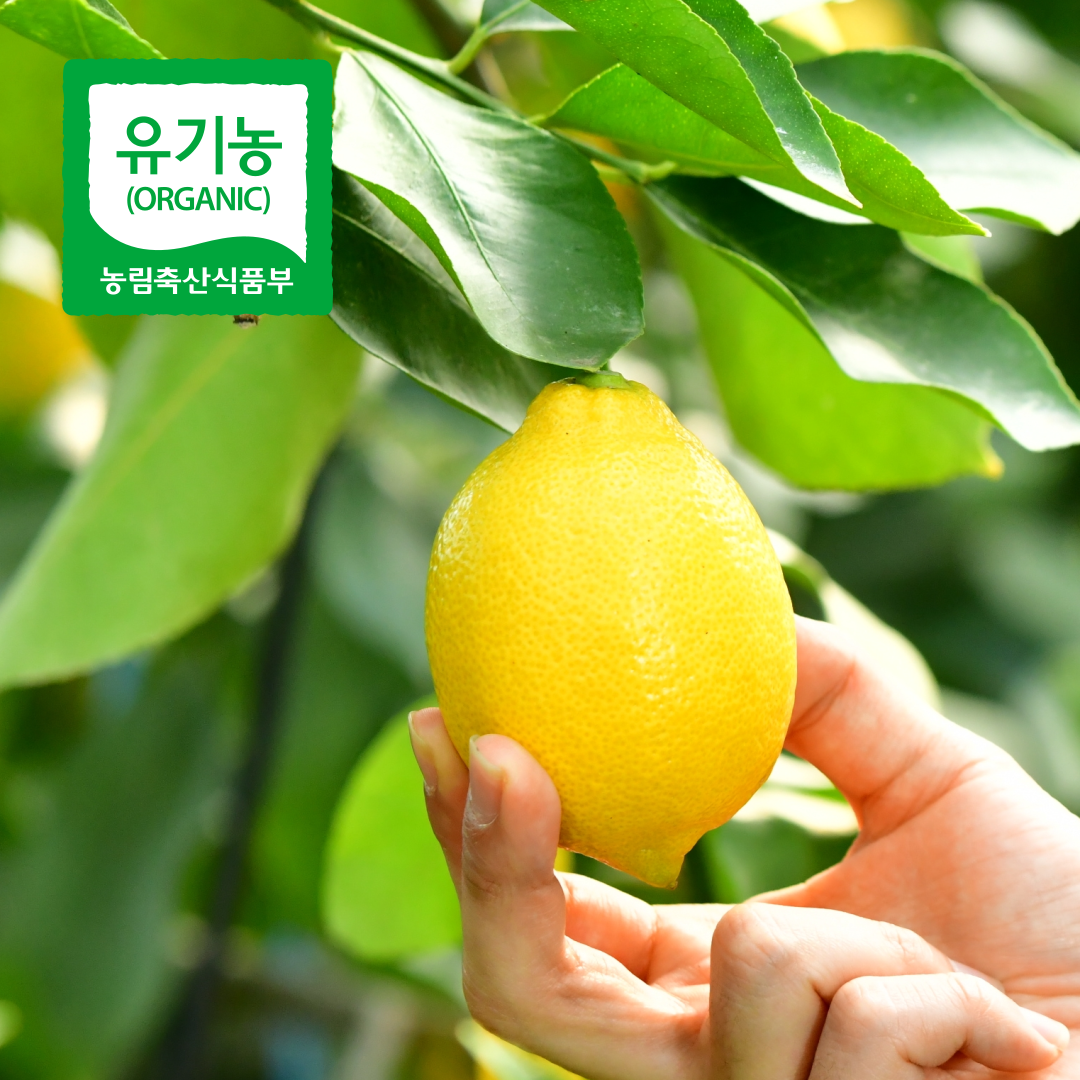 당일수확 제주레몬 국내산 제주도 유기농 레몬 2kg, 1개 - 상품 이미지