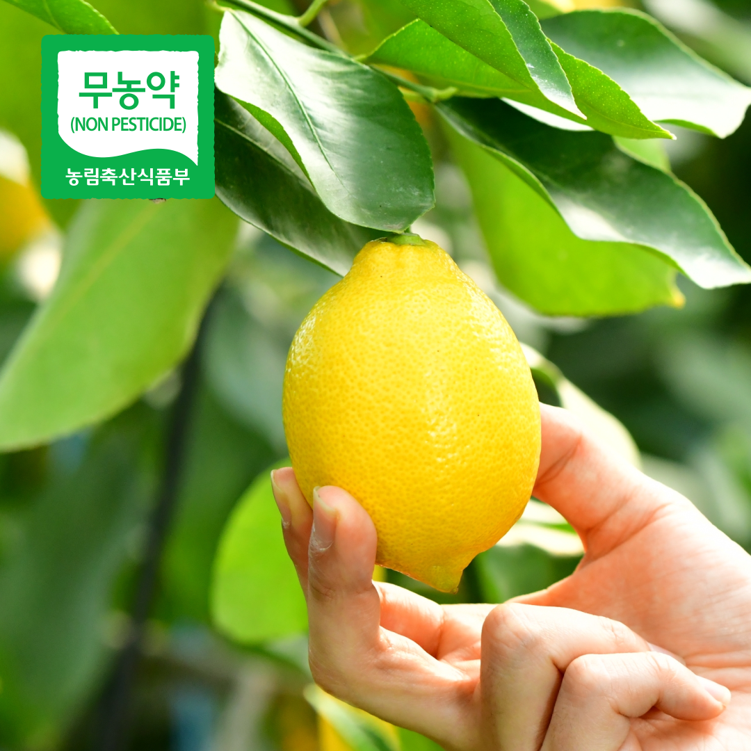 당일수확 국내산 제주도 무농약 청레몬 3kg, 1개 - 상품 이미지