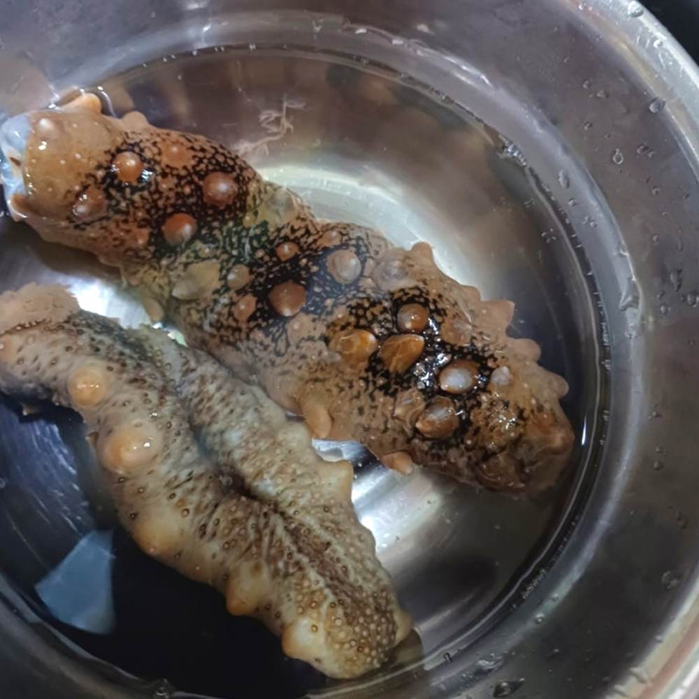 [통영직송 -무배]통영 자연산 활 해삼 500g 집에서 즐기는 해삼회 초간편 손질 바다인삼 - 상세 이미지 2