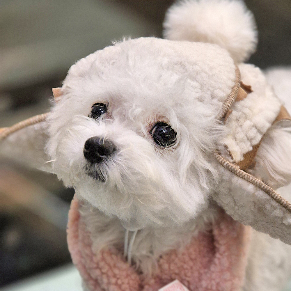 댕냥이 군밤 양털 모자 강아지 고양이 귀도리 반려동물 겨울