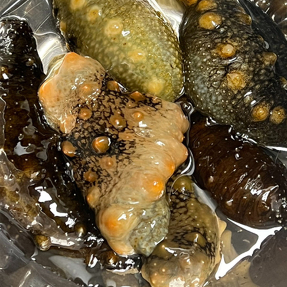 [통영직송 -무배]통영 자연산 활 해삼 500g 집에서 즐기는 해삼회 초간편 손질 바다인삼 이미지 8
