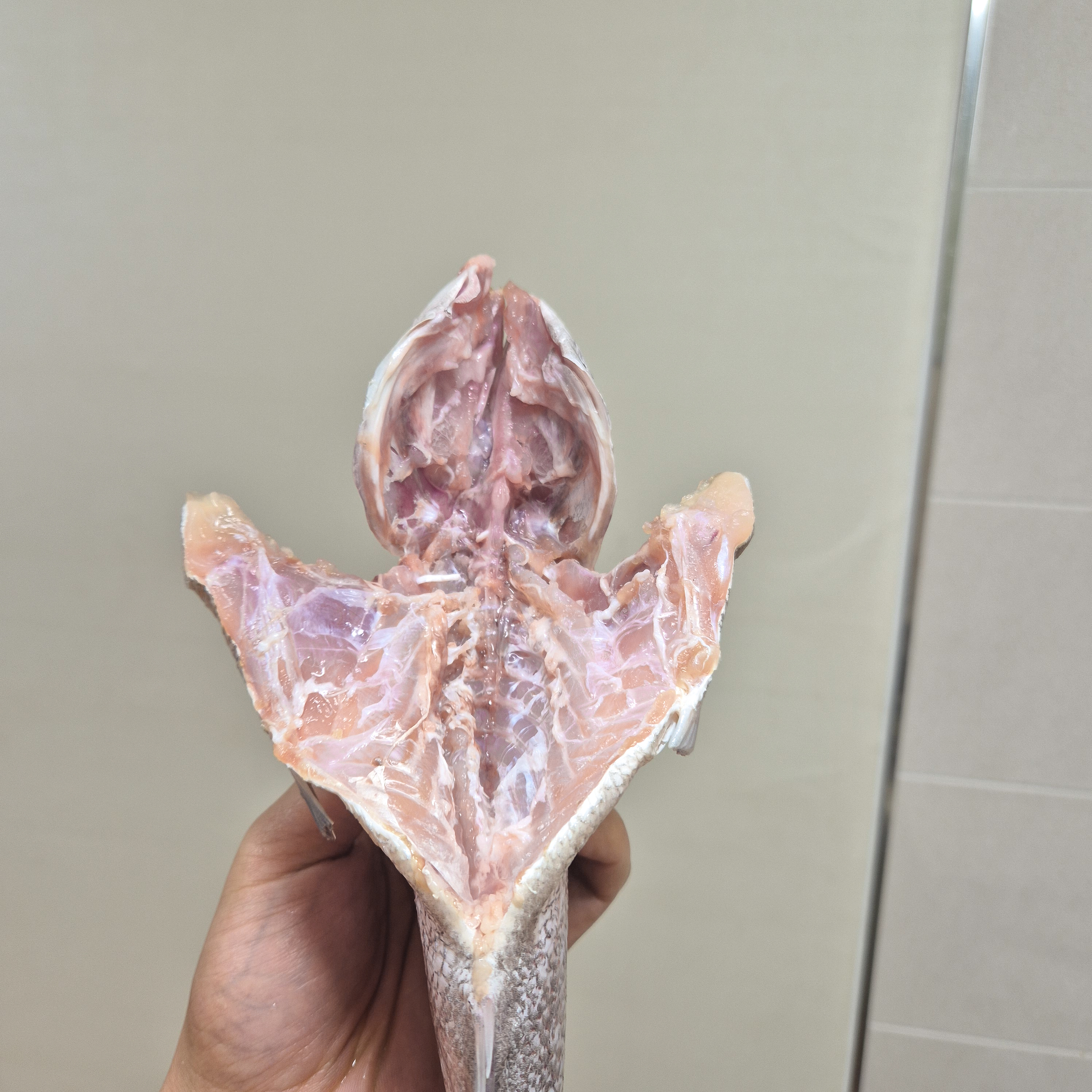 반건조참돔 도미 자연산 제수용 제사용 생선 300g, 1개 - 상세 이미지 5