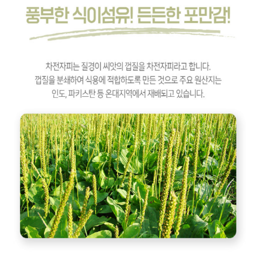 차전자피 질경이씨앗 식이섬유 가루 분말 대용량 - 상세 이미지 3
