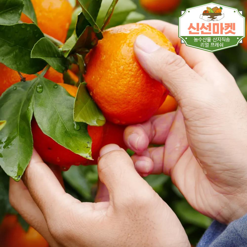 제주 홍미향 동백향 빨간 귤 13Brix, 2.5kg, 1개 - 상품 이미지