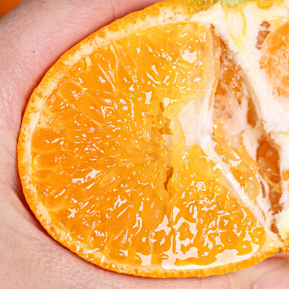 제주 레드향 직배송 프리미엄 가정용 선물세트