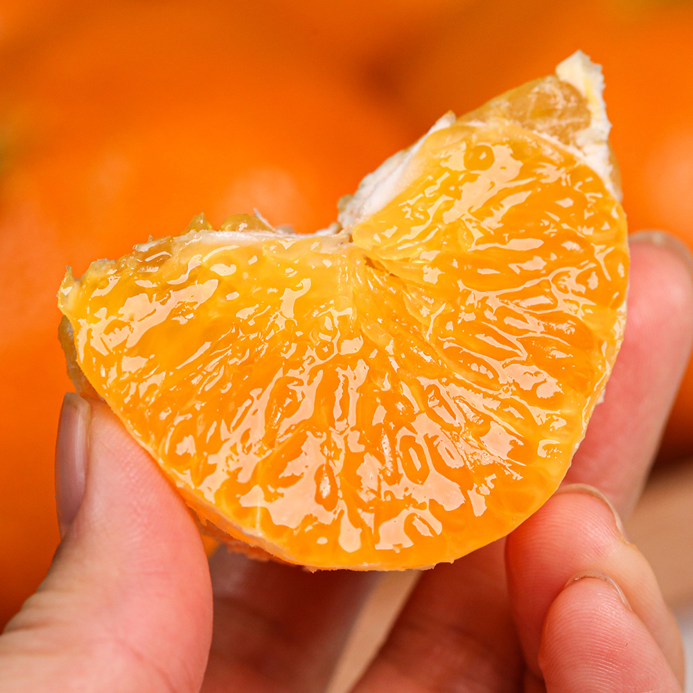 제주 레드향 직배송 프리미엄 가정용 선물세트