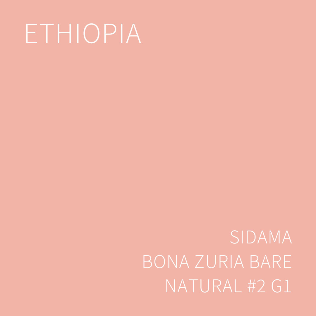 에티오피아 시다마 보나 주리아 바레 내추럴 #2 G1 5KG (ETHIOPIA SIDAMA BONA ZURIA BARE NATURAL #2)