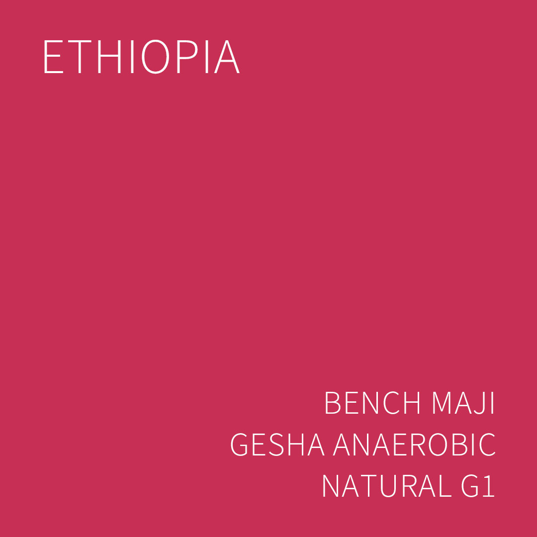에티오피아 벤치 마지 게샤 애너로빅 내추럴 G1 5KG (ETHIOPIA BENCH MAJI GESHA ANAEROBIC NATURAL)
