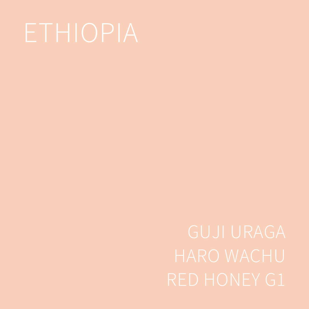 에티오피아 구지 우라가 하로 와츄 레드 허니 G1 5KG (ETHIOPIA GUJI URAGA HARO WACHU RED HONEY)