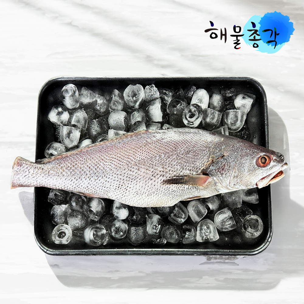 해물총각 민어 매운탕 민어탕 제수용 반건조 생선 제주민어 - 상세 이미지 2
