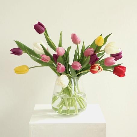 [BEST] 튤립(9colors) - 겨울 탄생화 봄 제철꽃 생화 생일 꽃선물 배달 정기구독 양재꽃시장 화훼농가 제품 이미지