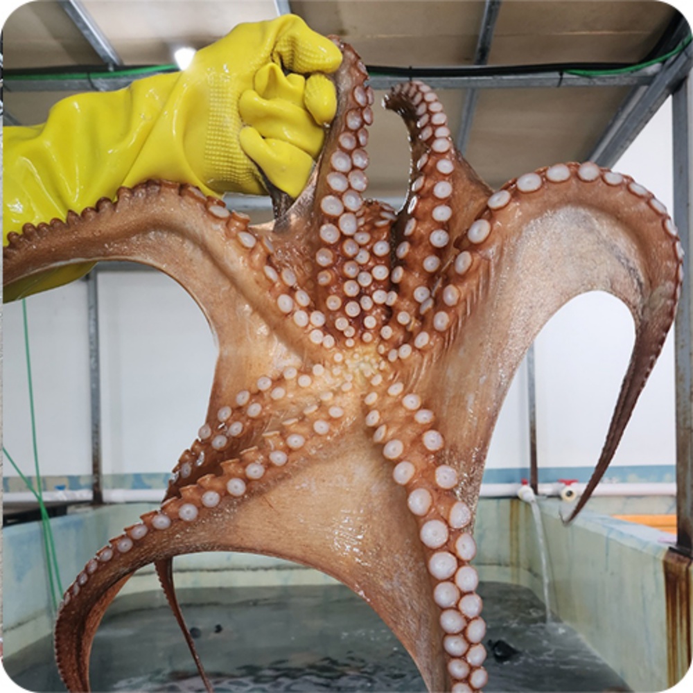 돌문어시세 자연산돌문어 생문어 살아있는 문어택배 2kg, 1개 - 상세 이미지 5