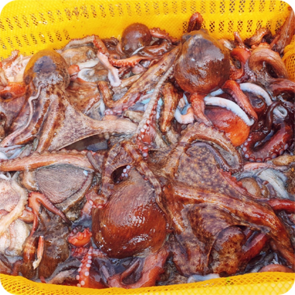 돌문어시세 자연산돌문어 생문어 살아있는 문어택배 2kg, 1개 이미지 6