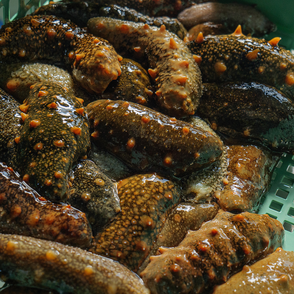 자연산 통영 해삼 회 제철 활해삼 500g 1kg 이미지 8