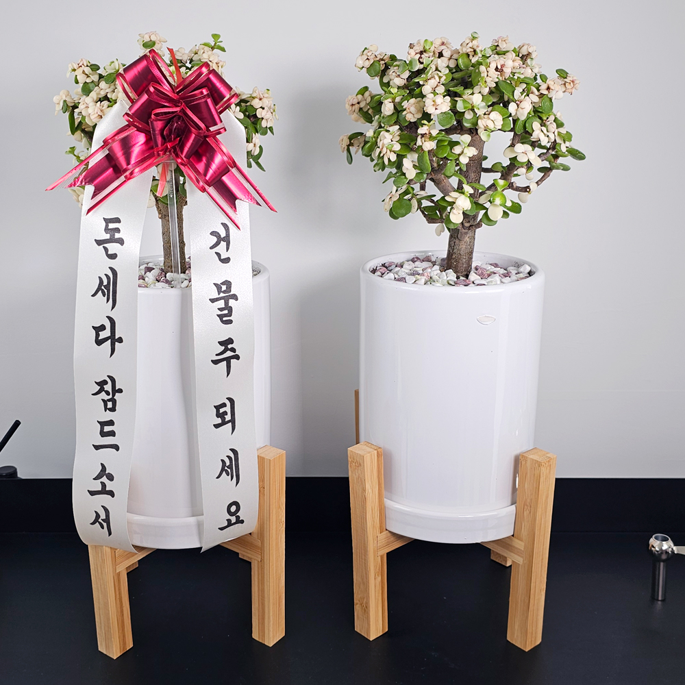 공기정화식물 개업식화분 중형 몬스테라 52cm 승진 축하화분 반려식물