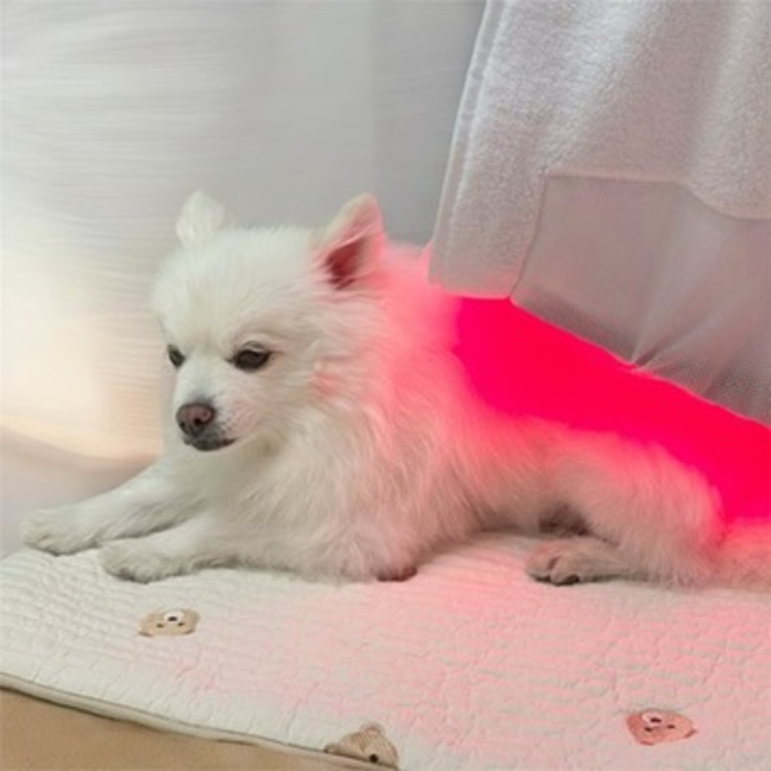 아픈 강아지 고양이 디스크 슬개골탈구 치료관리 근적외선광치료기 펫스니즈- 닥터펫 펫큐어레이 트리플(대형) - 상세 이미지 5