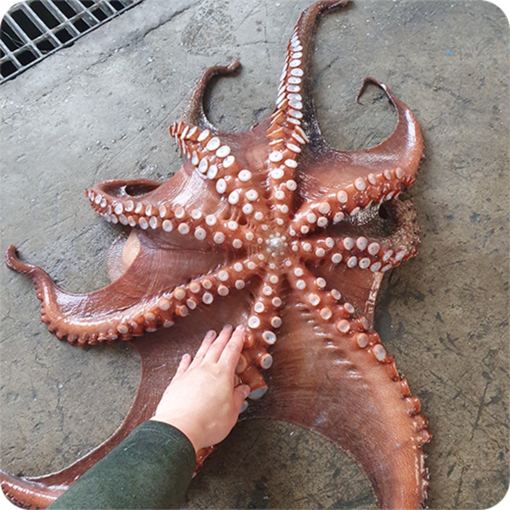돌문어시세 자연산돌문어 생문어 살아있는 문어택배 2kg, 1개 - 상세 이미지 4