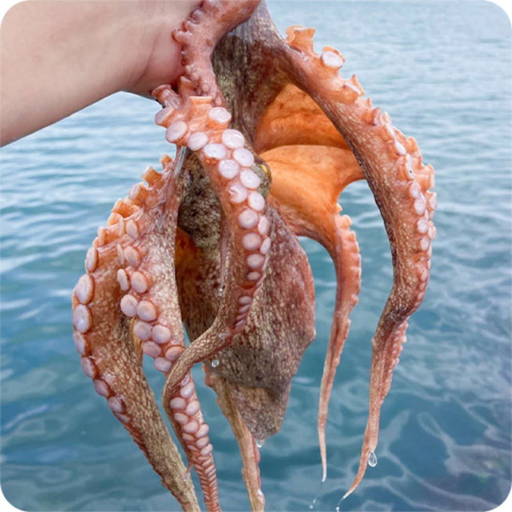돌문어시세 자연산돌문어 생문어 살아있는 문어택배 2kg, 1개 - 상품 이미지