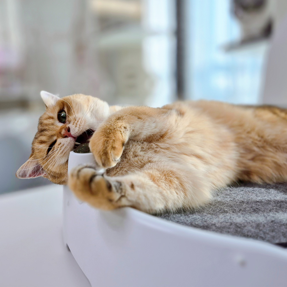 코코시루 온도조절 고양이침대 냉난방 스마트 펫침대 고양이 겨울 온열 C1CN