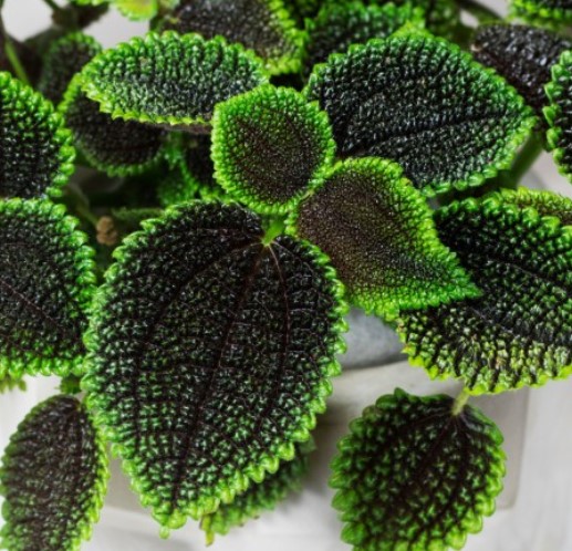 필레아모리스 문밸리 (랜덤상품) Pilea mollis Moon Valley : 티스투