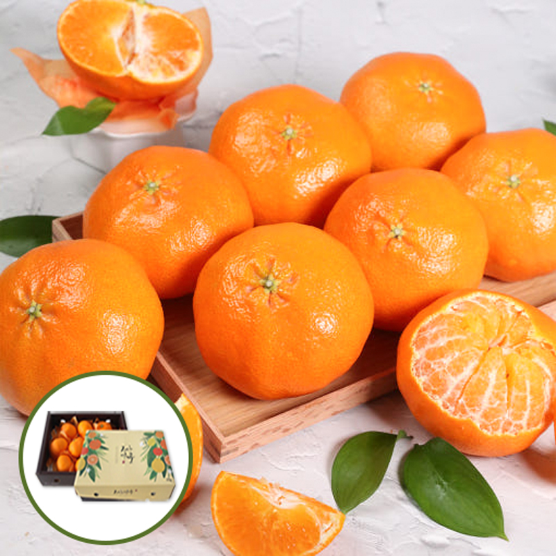 제주 레드향 직배송 프리미엄 가정용 선물세트