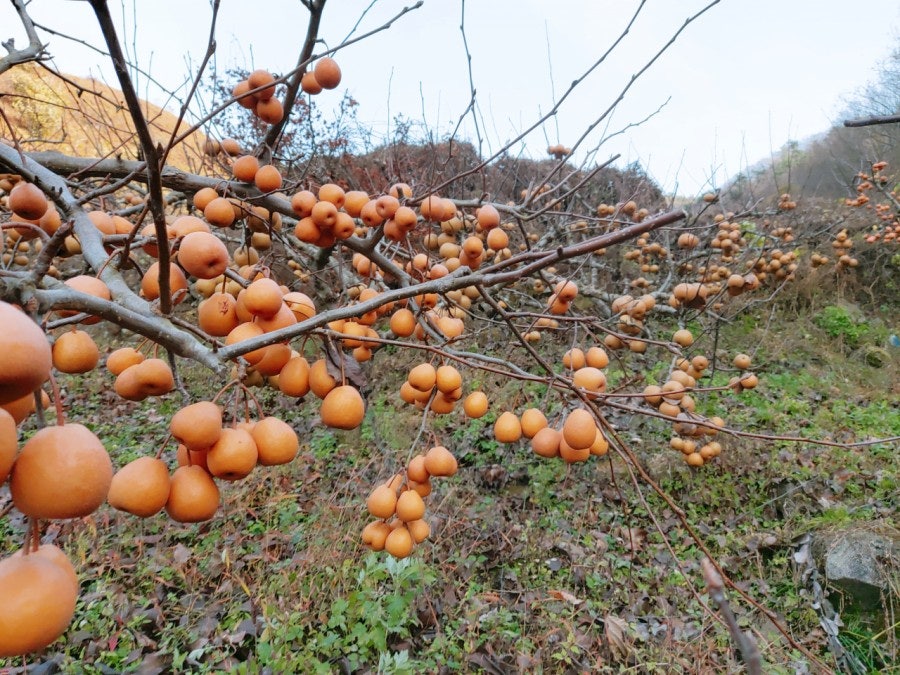 야생 산돌배 말린 건조 돌배 800g - 상세 이미지 3