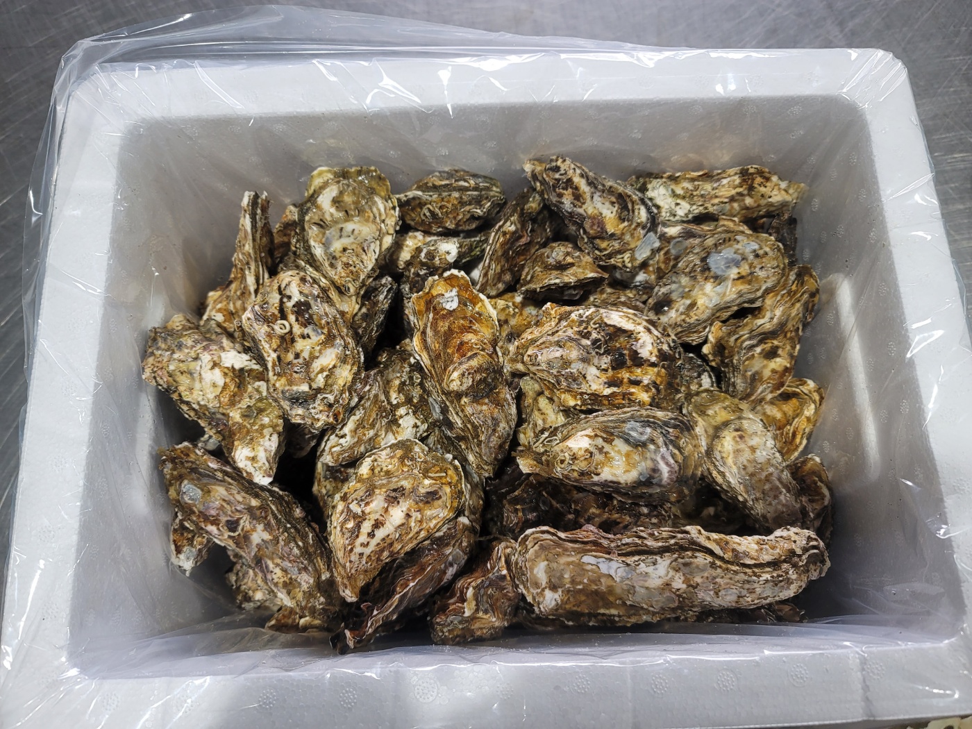 통영 어장직송 석화 하프쉘 생굴 5KG 10KG : 생선마켓