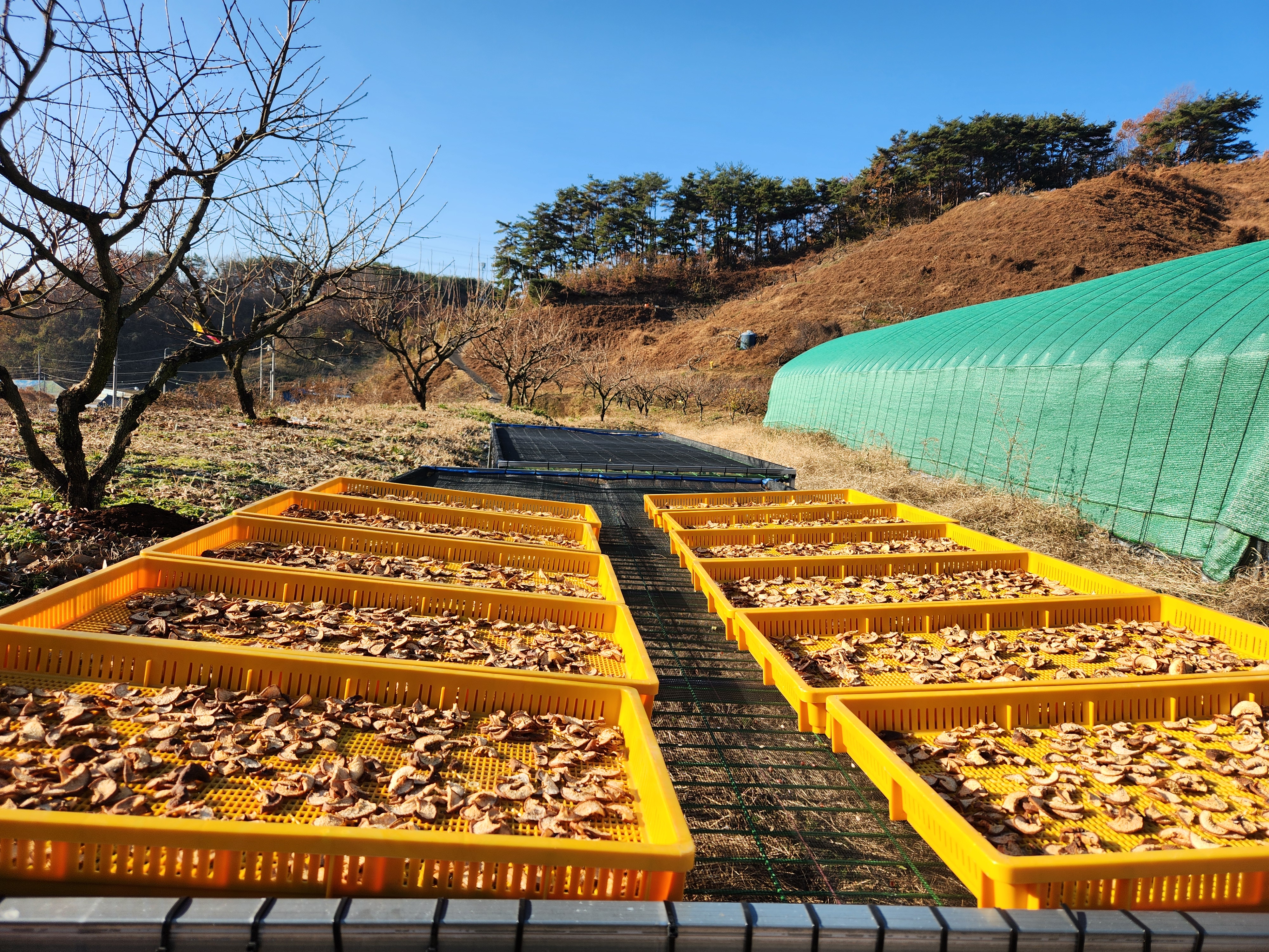 야생 산돌배 말린 건조 돌배 800g - 상세 이미지 4
