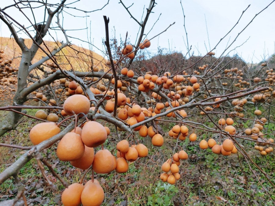 야생 산돌배 말린 건조 돌배 800g - 상세 이미지 2