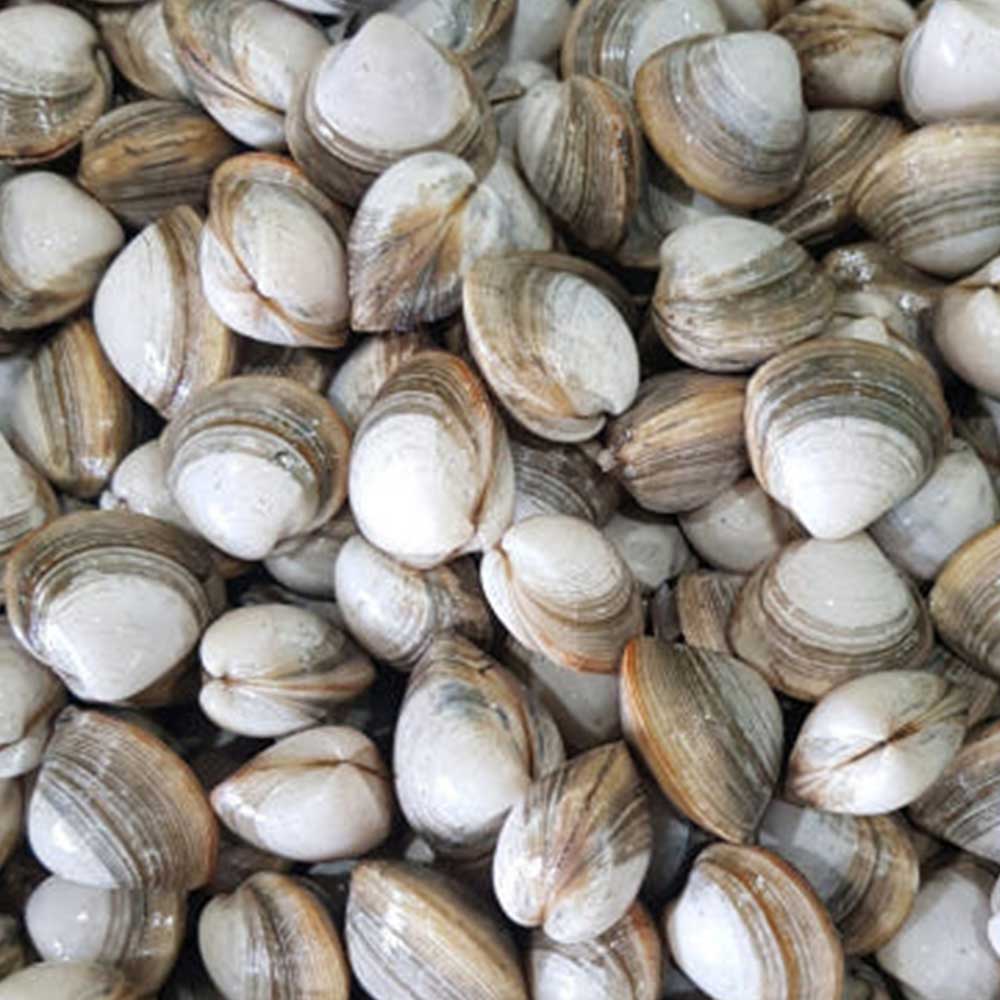 [통영직송-무배]남해안 어패류 각 1kg /동죽 왕바지락 백상합 뿔소라 활해삼 깐멍게 냉장 - 상세 이미지 3