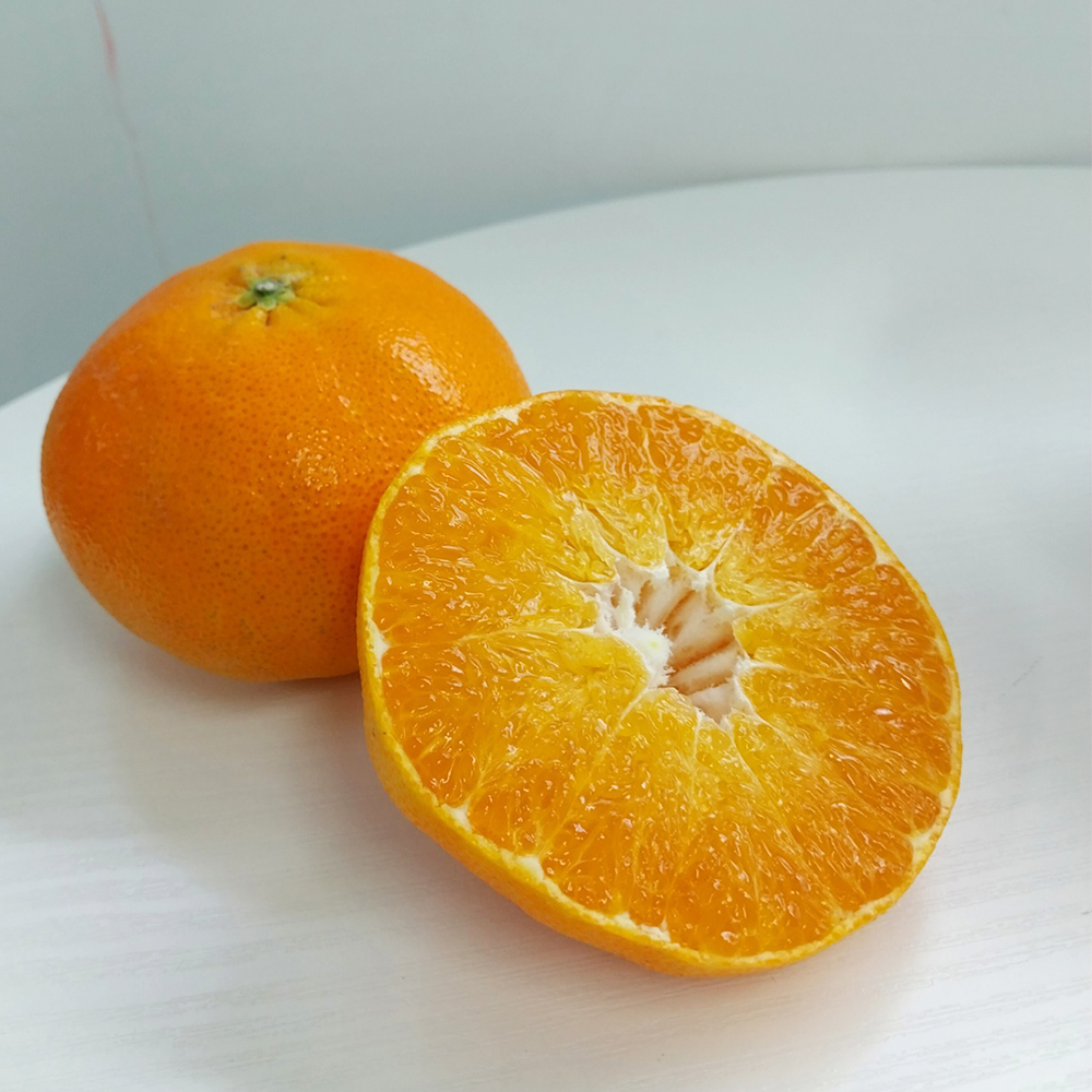 제주 서귀포 레드향 가정용 산지직송 당도높은 고당도 선물용 1.5kg - 상세 이미지 3