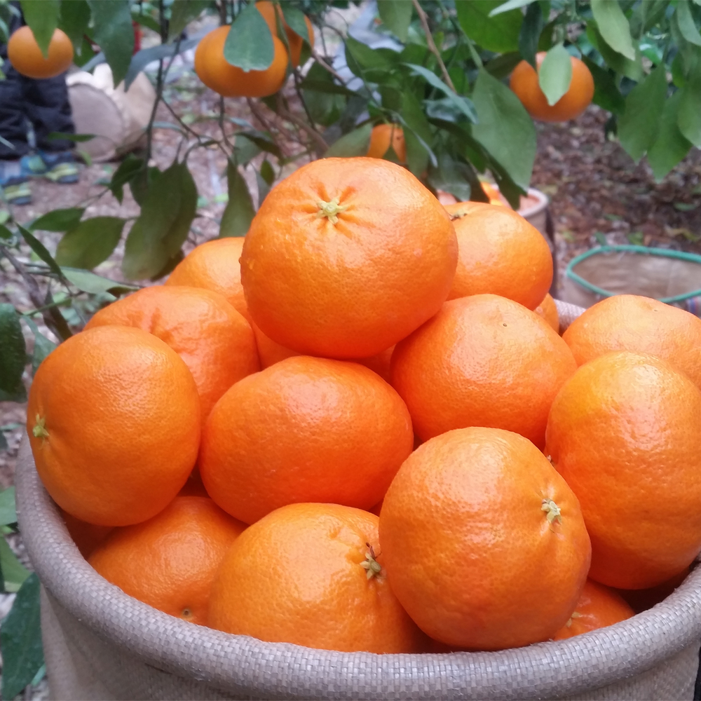 제주 서귀포 레드향 가정용 산지직송 당도높은 고당도 선물용 1.5kg - 상품 이미지