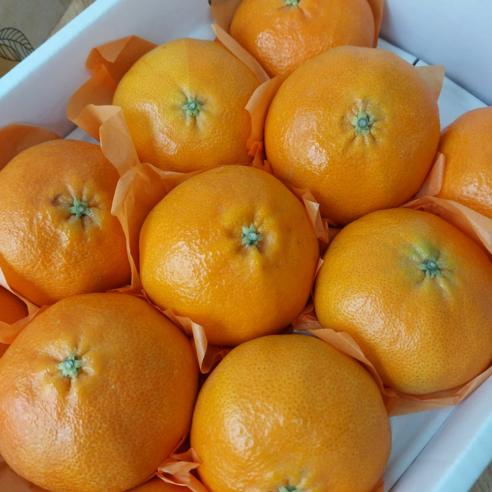 제주 서귀포 레드향 가정용 산지직송 당도높은 고당도 선물용 1.5kg - 상세 이미지 4