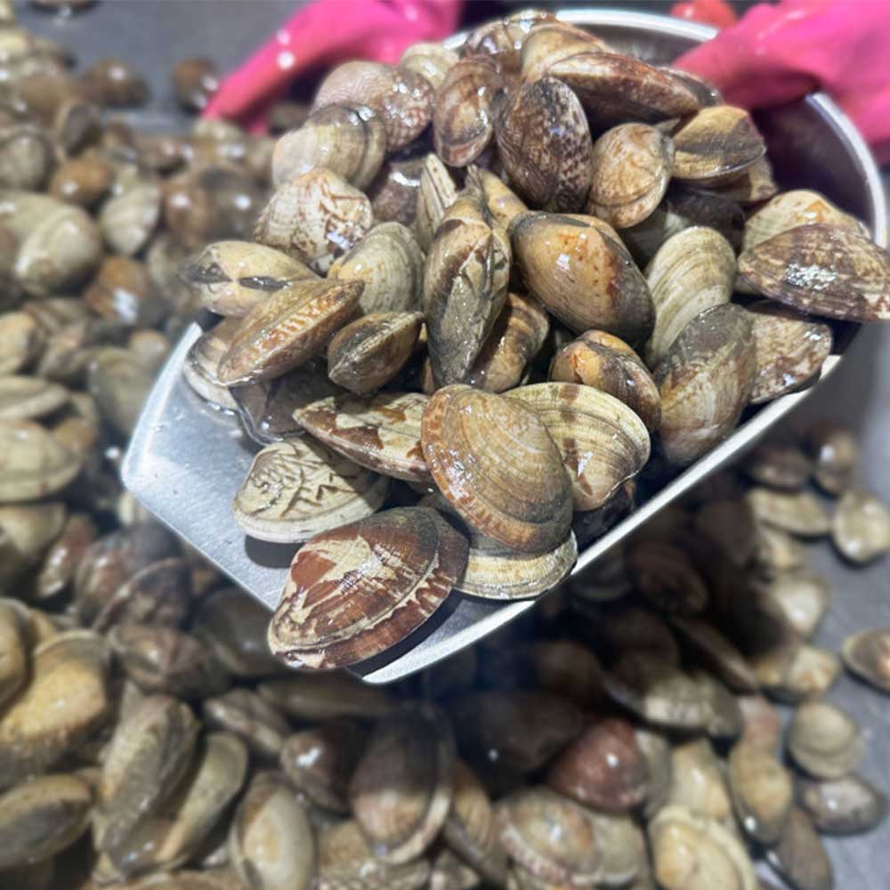 [통영직송-무배]남해안 어패류 각 1kg /동죽 왕바지락 백상합 뿔소라 활해삼 깐멍게 냉장 이미지 7