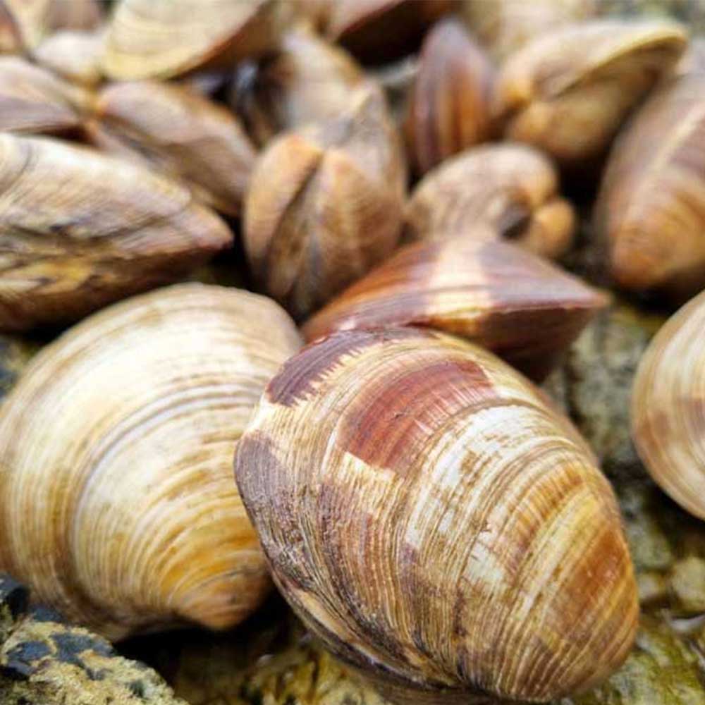 [통영직송-무배]남해안 어패류 각 1kg /동죽 왕바지락 백상합 뿔소라 활해삼 깐멍게 냉장 - 상세 이미지 5