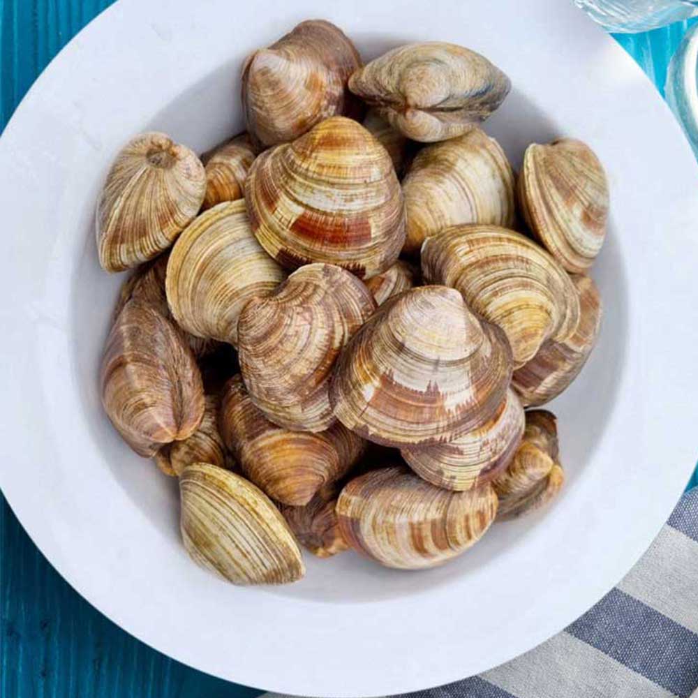 [통영직송-무배]남해안 어패류 각 1kg /동죽 왕바지락 백상합 뿔소라 활해삼 깐멍게 냉장 이미지 6