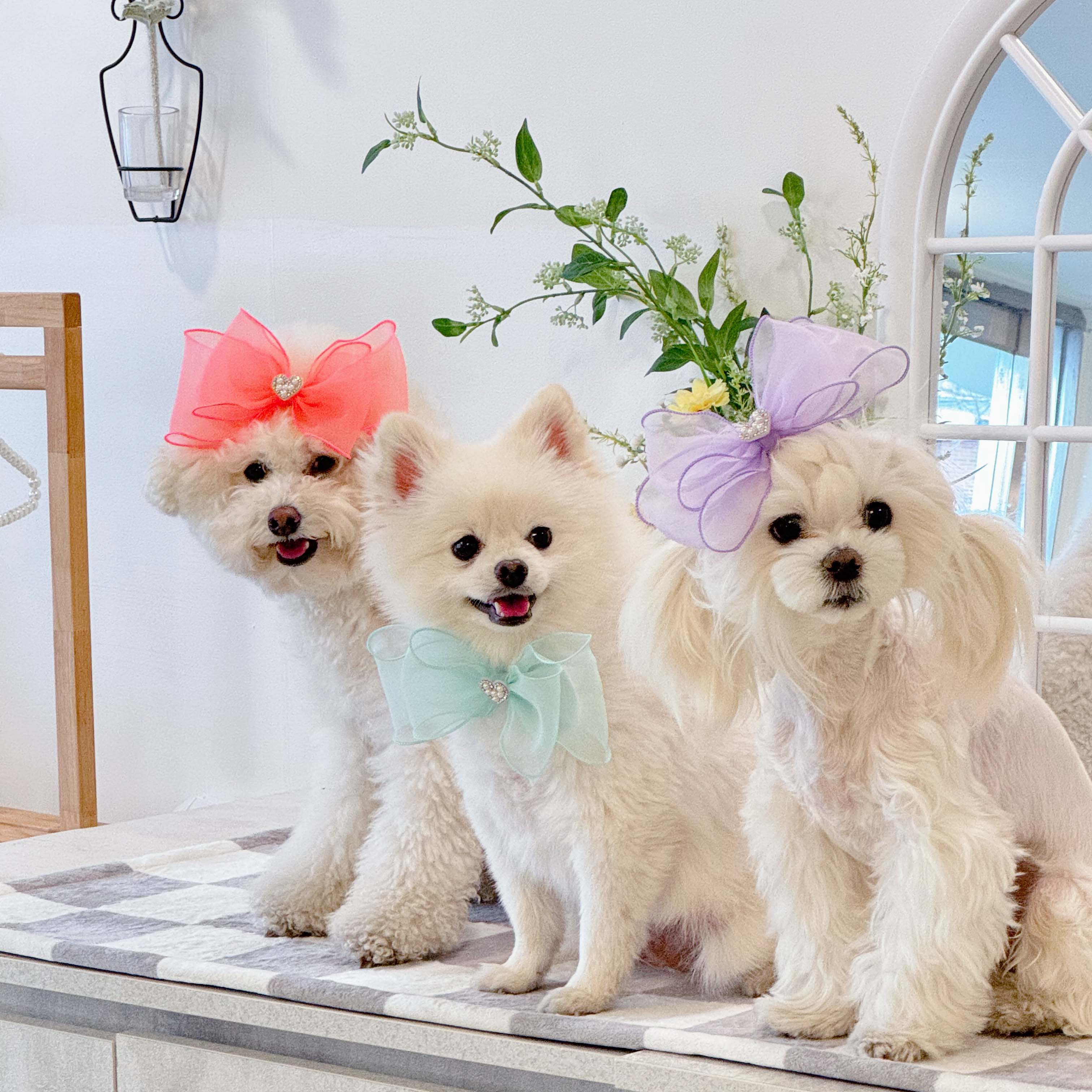 레브 강아지리본 피치 애견 왕리본 머리핀 케이프 솔직 후기 | 실제 사용자 리뷰 총정리 - 대표 이미지