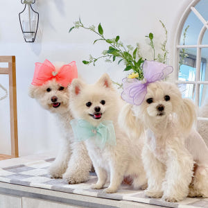 레브 강아지리본 피치 애견 왕리본 머리핀 케이프 솔직 후기 | 실제 사용자 리뷰 총정리 - 상품 이미지 1