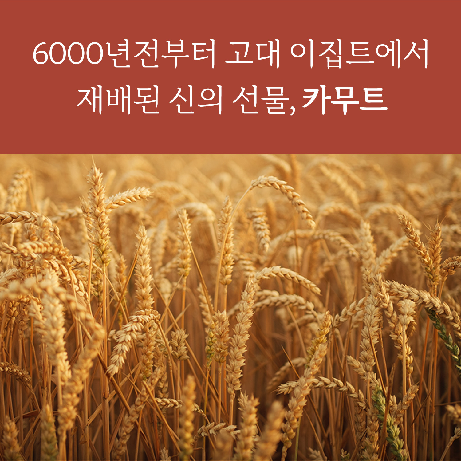곡물도감 카무트 귀리 가득 고칼슘 무가당 칼슘 고단백  오트밀크 두유 180ml, 90개 - 상세 이미지 5