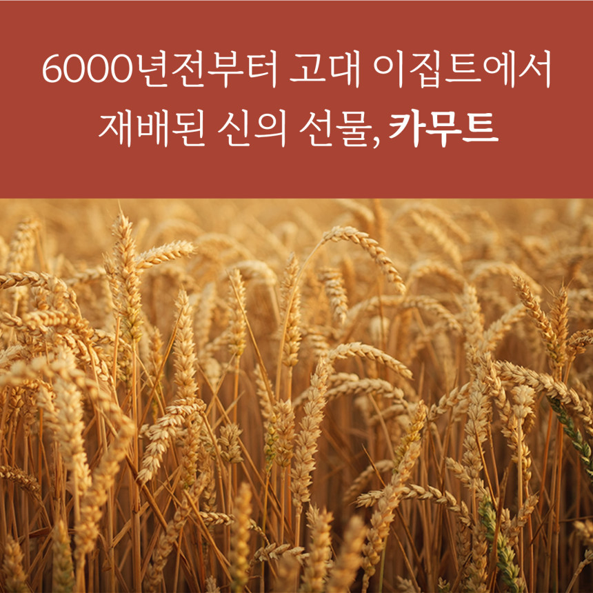곡물도감 카무트 귀리 가득 고칼슘 무가당 칼슘 고단백 오트밀크 두유 180ml, 15개 사진 5