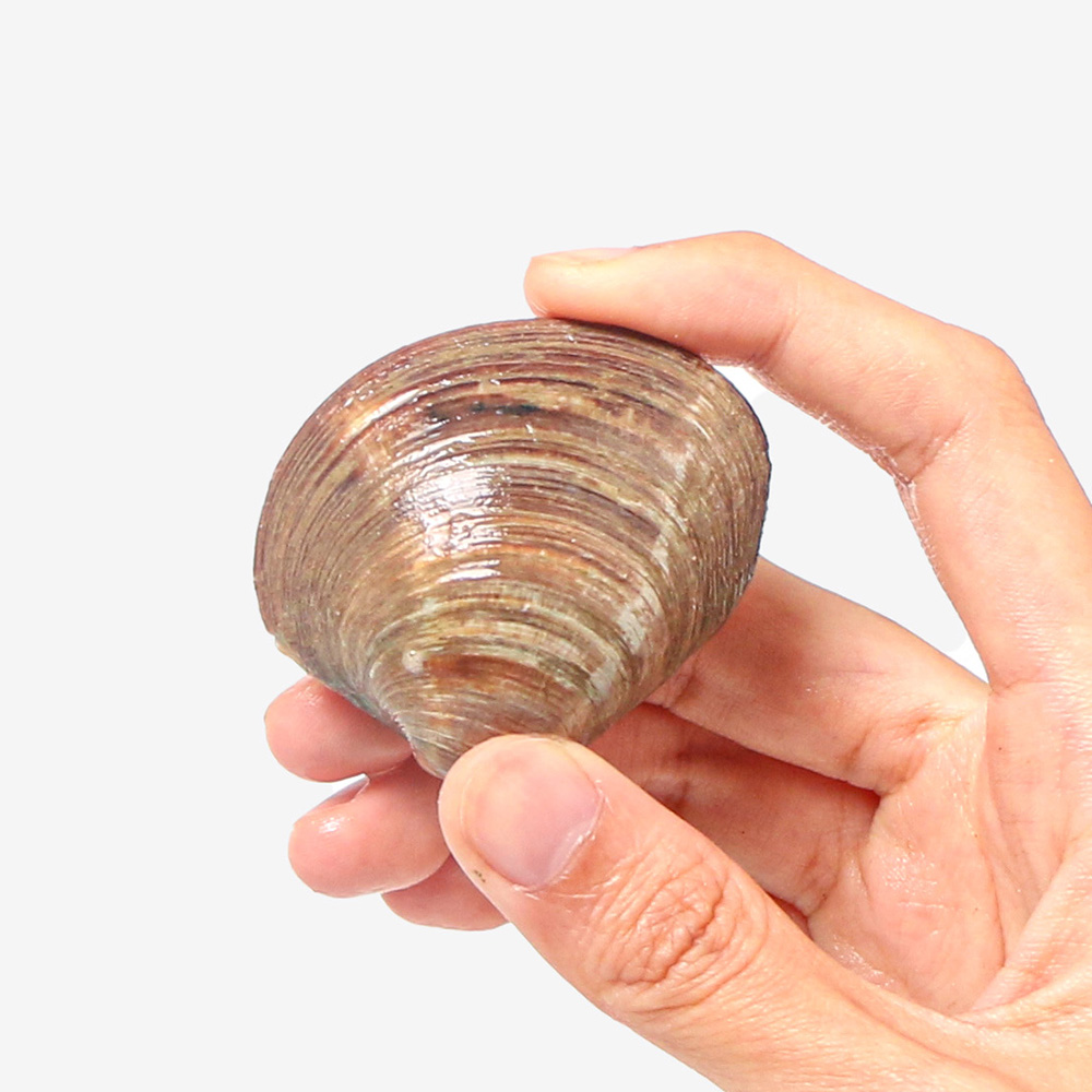 활 백생합 1kg (20-30마리) - 상세 이미지 2
