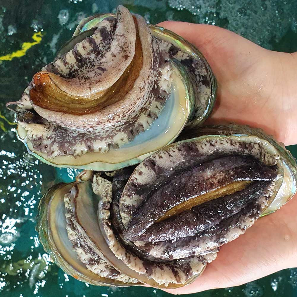 미식애락 산지직송 완도 활 전복 1Kg 사이즈별 산소포장 - 메인 이미지