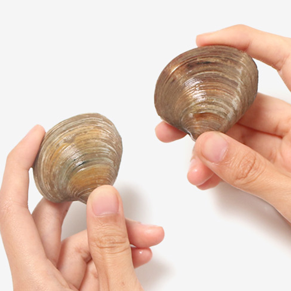 활 백생합 1kg (20-30마리) - 상세 이미지 3