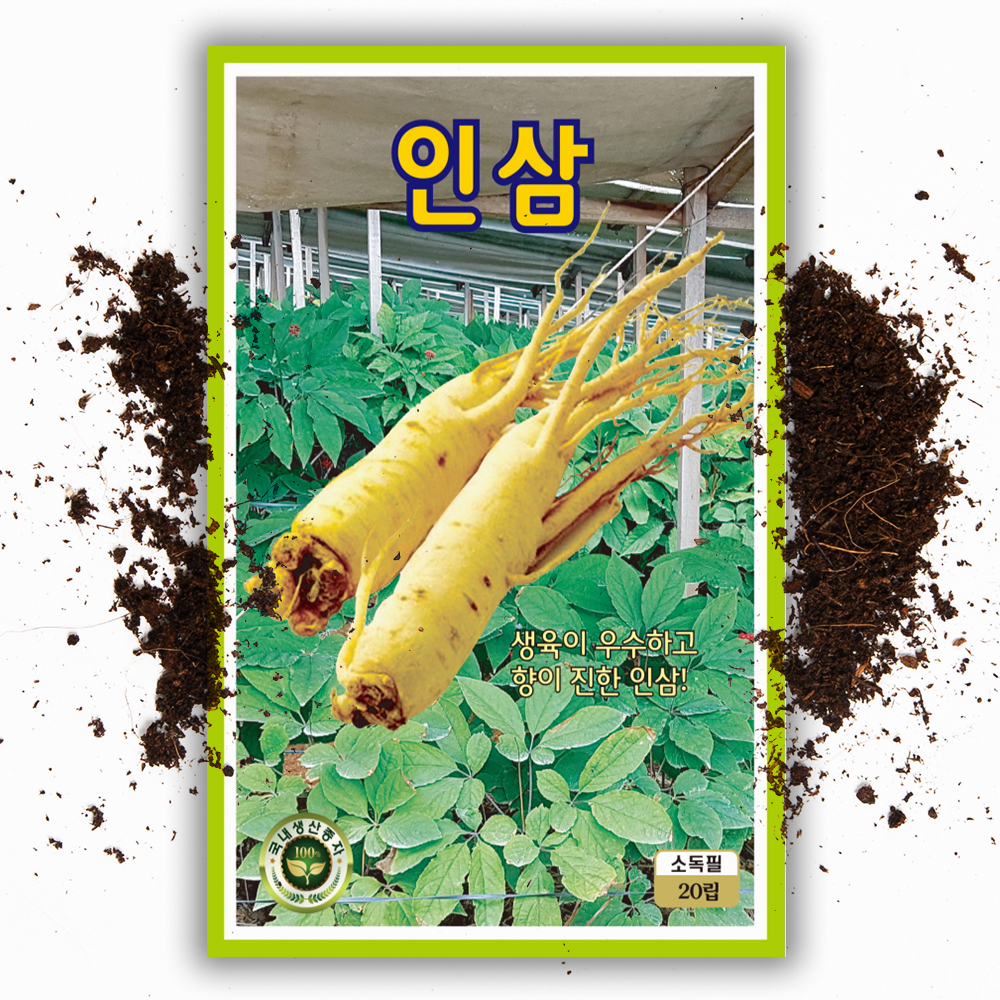 국내채종 인삼 씨앗 20립 인삼 종자 씨 - 상품 이미지
