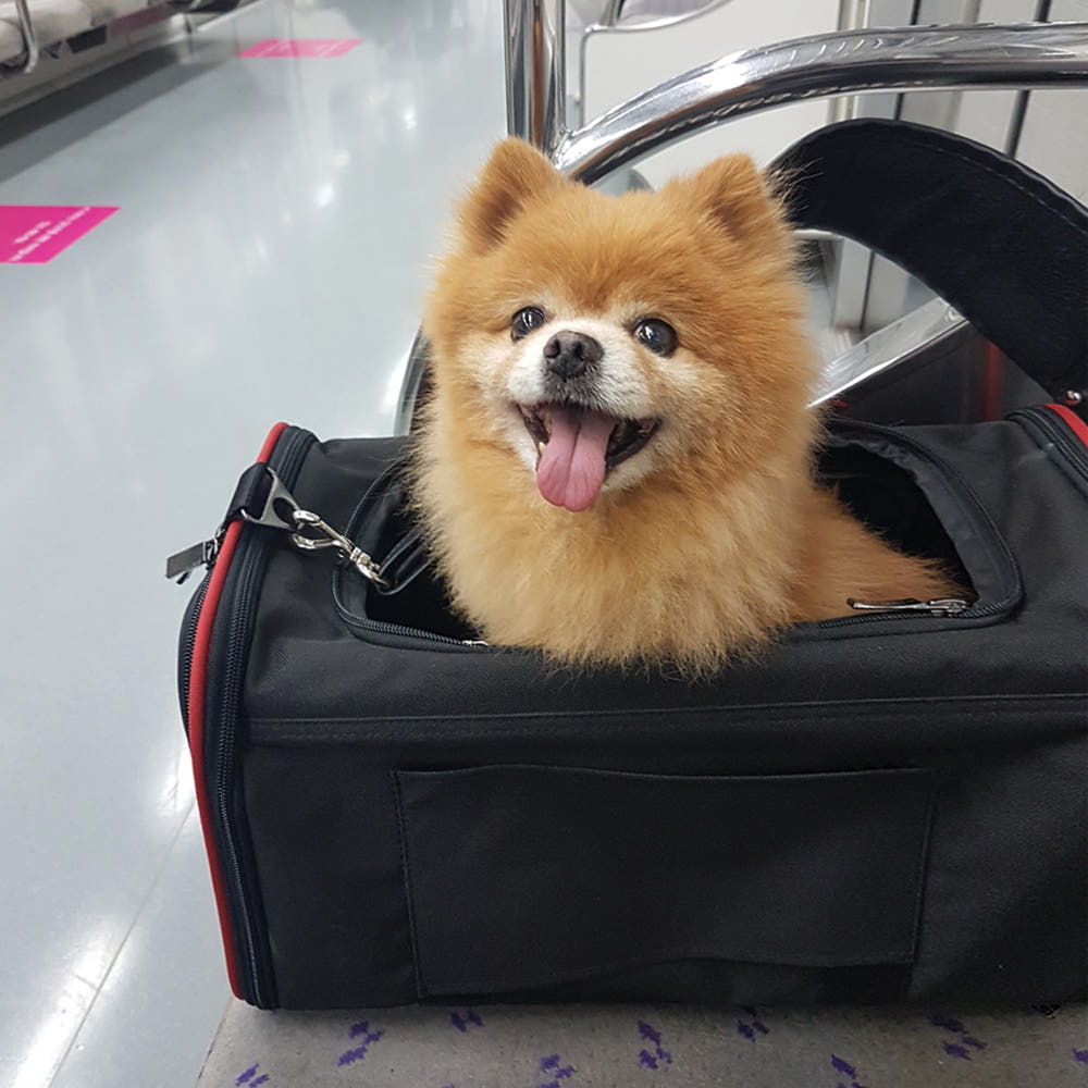강아지 가방 이동가방 캐리어 애견 반려견 애완견 기내용 산책 이동장