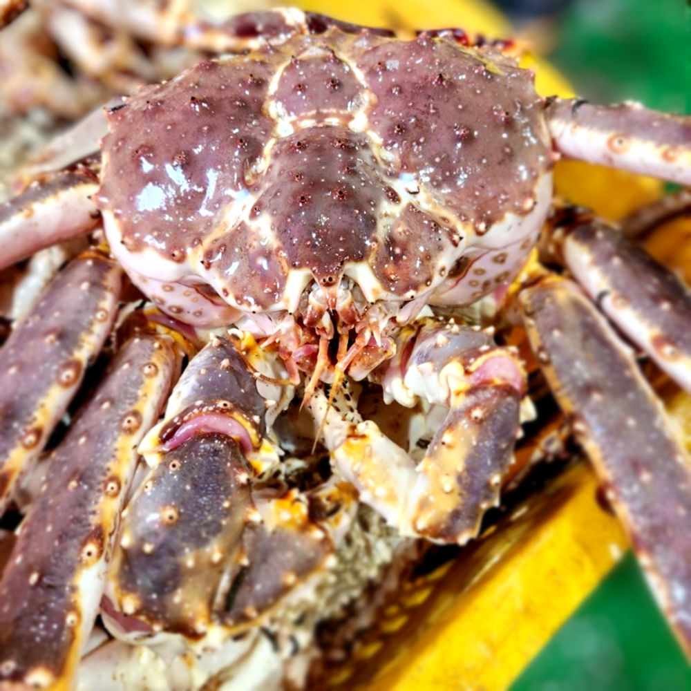 러시아 산지직송 자숙 레드 킹크랩 왕게 수율 70% 2.5KG - 상세 이미지 4