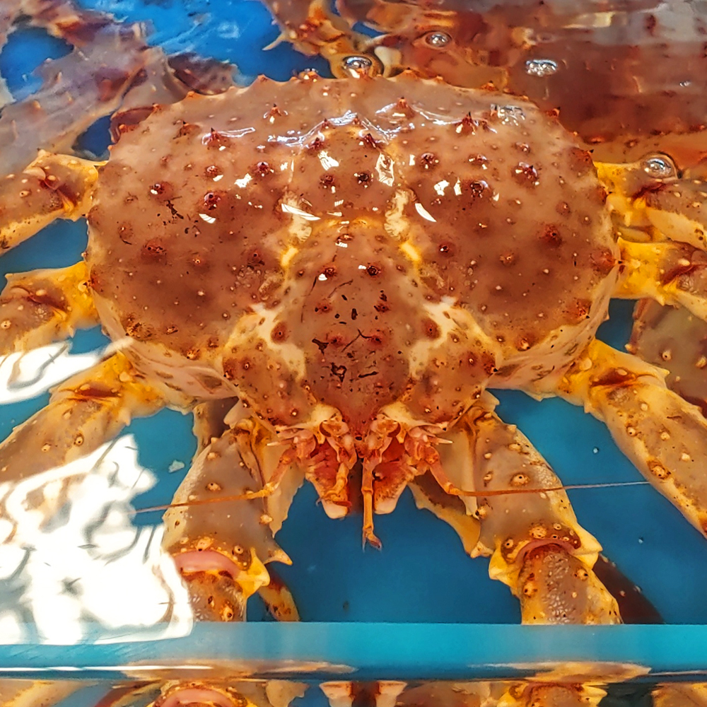 러시아 산지직송 자숙 레드 킹크랩 왕게 수율 70% 2.5KG - 상세 이미지 2