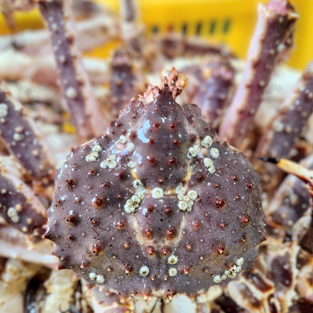 러시아 산지직송 자숙 레드 킹크랩 왕게 수율 70% 2.5KG - 상세 이미지 5